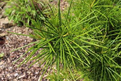 Sciadopitys verticillata - pajehličník přeslenatý - jehlice jaro